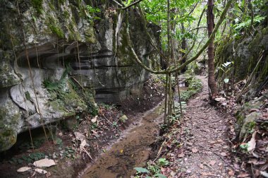 Bau, Malezya - 10 Haziran 2024: Borneo Sarawak Malezya 'nın Paku Rock Maze Bahçesi