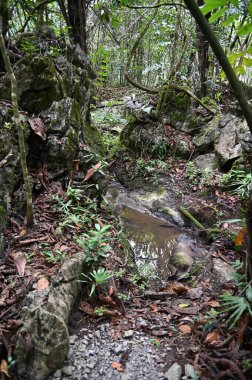 Bau, Malezya - 10 Haziran 2024: Borneo Sarawak Malezya 'nın Paku Rock Maze Bahçesi