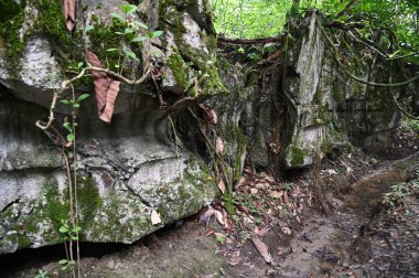 Bau, Malezya - 10 Haziran 2024: Borneo Sarawak Malezya 'nın Paku Rock Maze Bahçesi