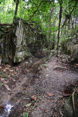 Bau, Malezya - 10 Haziran 2024: Borneo Sarawak Malezya 'nın Paku Rock Maze Bahçesi