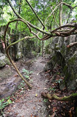 Bau, Malezya - 10 Haziran 2024: Borneo Sarawak Malezya 'nın Paku Rock Maze Bahçesi