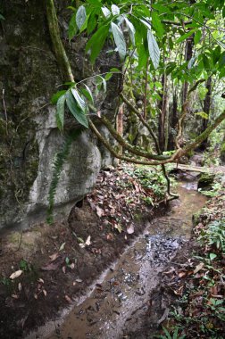 Bau, Malezya - 10 Haziran 2024: Borneo Sarawak Malezya 'nın Paku Rock Maze Bahçesi