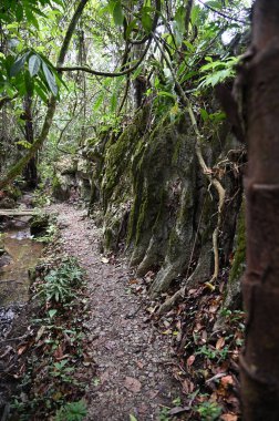 Bau, Malezya - 10 Haziran 2024: Borneo Sarawak Malezya 'nın Paku Rock Maze Bahçesi