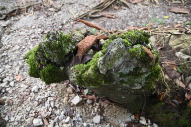 Bau, Malezya - 10 Haziran 2024: Borneo Sarawak Malezya 'nın Paku Rock Maze Bahçesi