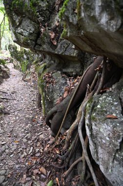 Bau, Malezya - 10 Haziran 2024: Borneo Sarawak Malezya 'nın Paku Rock Maze Bahçesi