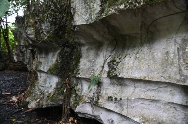 Bau, Malezya - 10 Haziran 2024: Borneo Sarawak Malezya 'nın Paku Rock Maze Bahçesi