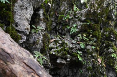 Bau, Malezya - 10 Haziran 2024: Borneo Sarawak Malezya 'nın Paku Rock Maze Bahçesi