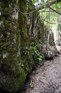 Bau, Malezya - 10 Haziran 2024: Borneo Sarawak Malezya 'nın Paku Rock Maze Bahçesi