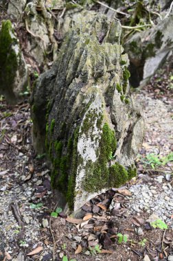 Bau, Malezya - 10 Haziran 2024: Borneo Sarawak Malezya 'nın Paku Rock Maze Bahçesi