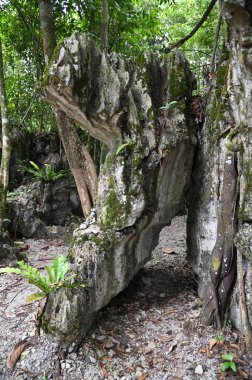 Bau, Malezya - 10 Haziran 2024: Borneo Sarawak Malezya 'nın Paku Rock Maze Bahçesi