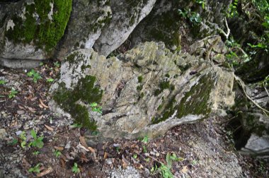 Bau, Malezya - 10 Haziran 2024: Borneo Sarawak Malezya 'nın Paku Rock Maze Bahçesi