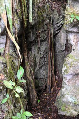 Bau, Malezya - 10 Haziran 2024: Borneo Sarawak Malezya 'nın Paku Rock Maze Bahçesi