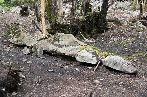 Bau, Malezya - 10 Haziran 2024: Borneo Sarawak Malezya 'nın Paku Rock Maze Bahçesi