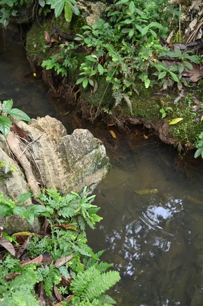 Bau, Malezya - 10 Haziran 2024: Borneo Sarawak Malezya 'nın Paku Rock Maze Bahçesi