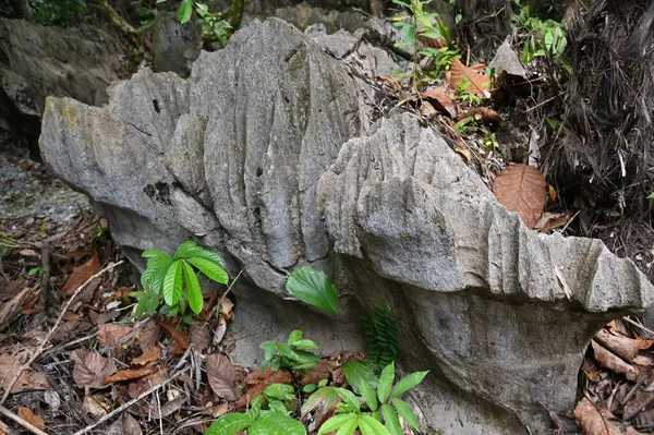 Bau, Malezya - 10 Haziran 2024: Borneo Sarawak Malezya 'nın Paku Rock Maze Bahçesi