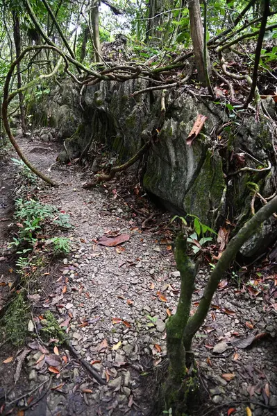 Bau, Malezya - 10 Haziran 2024: Borneo Sarawak Malezya 'nın Paku Rock Maze Bahçesi