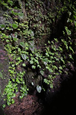 Bau, Sarawak, Borneo, Malezya Peri Mağarası ve Rüzgar Mağarası