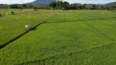 Borneo Sarawak 'taki Skuduk Paddy Sahası' nın Hava Görüntüsü