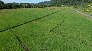 Borneo Sarawak 'taki Skuduk Paddy Sahası' nın Hava Görüntüsü