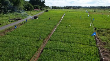 Borneo Sarawak 'taki Skuduk Paddy Sahası' nın Hava Görüntüsü