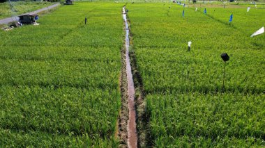 Borneo Sarawak 'taki Skuduk Paddy Sahası' nın Hava Görüntüsü