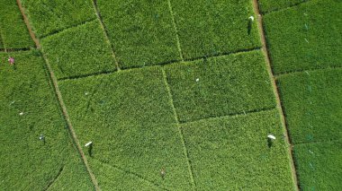 Borneo Sarawak 'taki Skuduk Paddy Sahası' nın Hava Görüntüsü