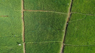 Borneo Sarawak 'taki Skuduk Paddy Sahası' nın Hava Görüntüsü