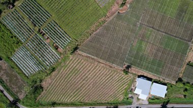 Borneo Sarawak 'taki Skuduk Paddy Sahası' nın Hava Görüntüsü