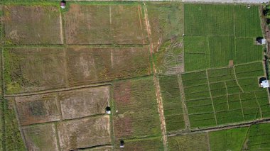 Borneo Sarawak 'taki Skuduk Paddy Sahası' nın Hava Görüntüsü