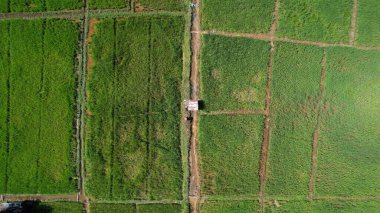 Borneo Sarawak 'taki Skuduk Paddy Sahası' nın Hava Görüntüsü