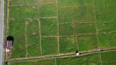Borneo Sarawak 'taki Skuduk Paddy Sahası' nın Hava Görüntüsü