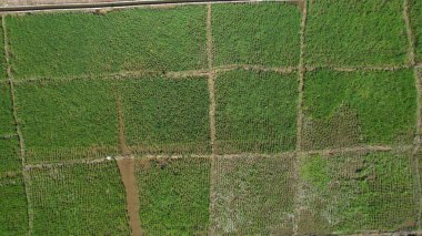 Borneo Sarawak 'taki Skuduk Paddy Sahası' nın Hava Görüntüsü