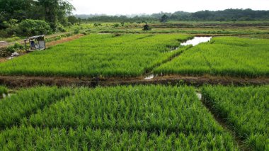 Borneo Sarawak 'taki Skuduk Paddy Sahası' nın Hava Görüntüsü