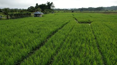 Borneo Sarawak 'taki Skuduk Paddy Sahası' nın Hava Görüntüsü