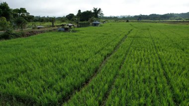 Borneo Sarawak 'taki Skuduk Paddy Sahası' nın Hava Görüntüsü