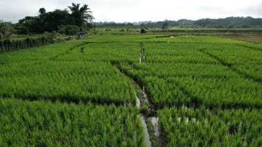 Borneo Sarawak 'taki Skuduk Paddy Sahası' nın Hava Görüntüsü