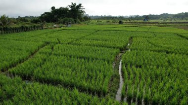 Borneo Sarawak 'taki Skuduk Paddy Sahası' nın Hava Görüntüsü