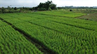 Borneo Sarawak 'taki Skuduk Paddy Sahası' nın Hava Görüntüsü