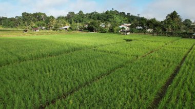 Borneo Sarawak 'taki Skuduk Paddy Sahası' nın Hava Görüntüsü