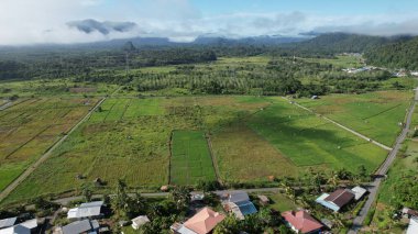 Borneo Sarawak 'taki Skuduk Paddy Sahası' nın Hava Görüntüsü