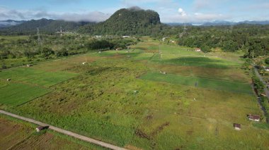 Borneo Sarawak 'taki Skuduk Paddy Sahası' nın Hava Görüntüsü