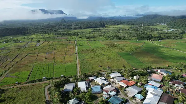 Borneo Sarawak 'taki Skuduk Paddy Sahası' nın Hava Görüntüsü