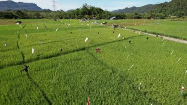 Borneo Sarawak 'taki Skuduk Paddy Sahası' nın Hava Görüntüsü