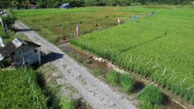 Borneo Sarawak 'taki Skuduk Paddy Sahası' nın Hava Görüntüsü