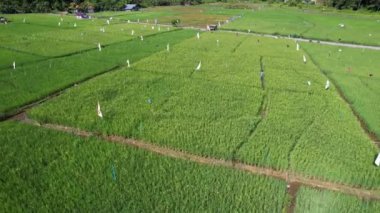 Borneo Sarawak 'taki Skuduk Paddy Sahası' nın Hava Görüntüsü