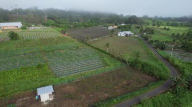 Borneo Sarawak 'taki Skuduk Paddy Sahası' nın Hava Görüntüsü