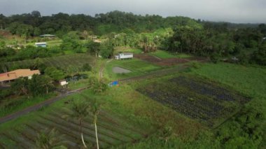 Borneo Sarawak 'taki Skuduk Paddy Sahası' nın Hava Görüntüsü