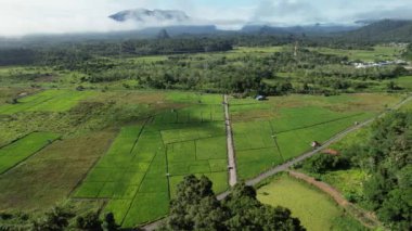 Borneo Sarawak 'taki Skuduk Paddy Sahası' nın Hava Görüntüsü