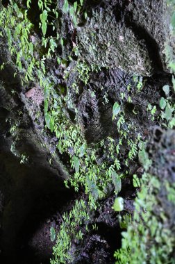 Bau, Sarawak, Borneo, Malezya Peri Mağarası ve Rüzgar Mağarası