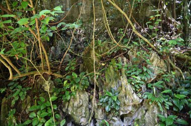 Bau, Sarawak, Borneo, Malezya Peri Mağarası ve Rüzgar Mağarası